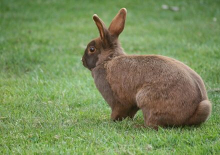 pet rabbit eating hay