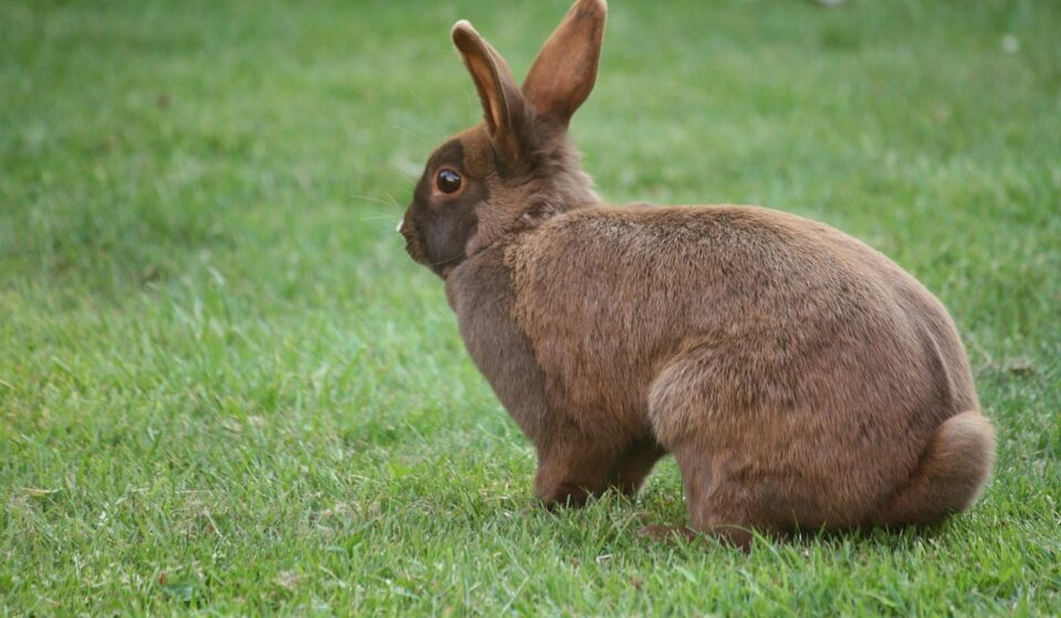 pet rabbit eating hay