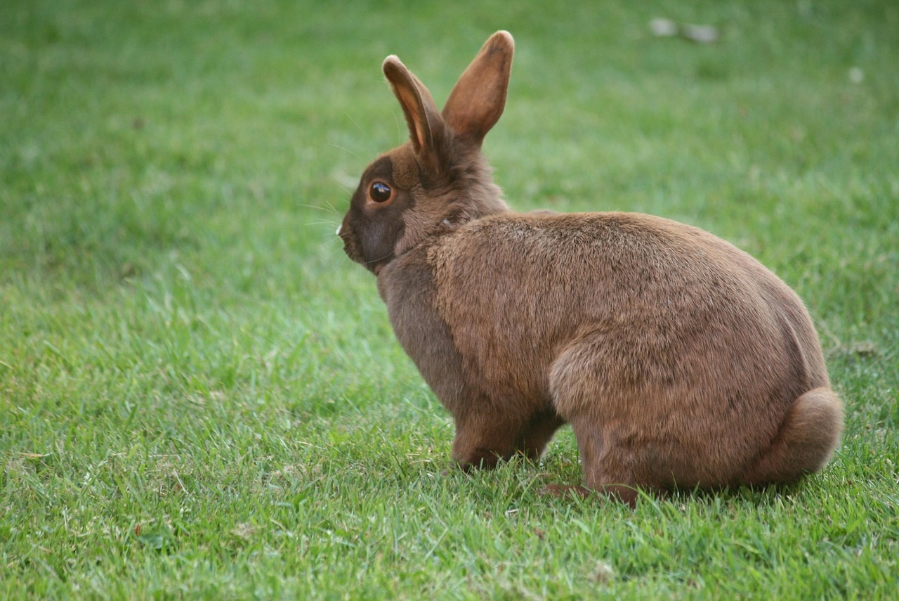 How to Care for a Pet Rabbit in 2026: Essential Guide