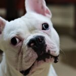 pug vs french bulldog