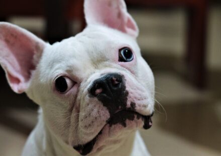 pug vs french bulldog