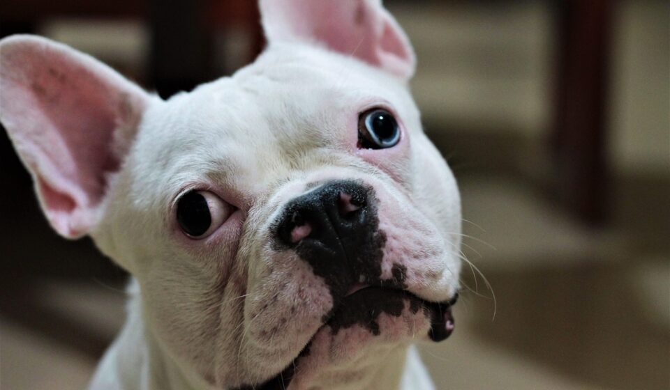 pug vs french bulldog