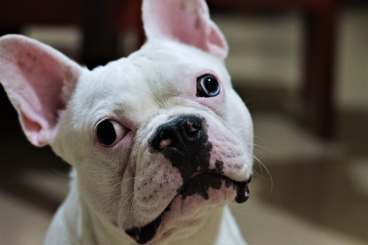 Pug vs. French Bulldog: Which Brachycephalic Breed Is Right