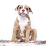 puppy breath