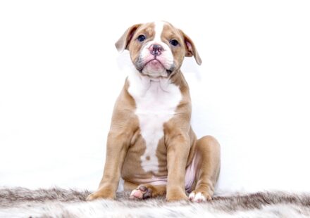 puppy breath