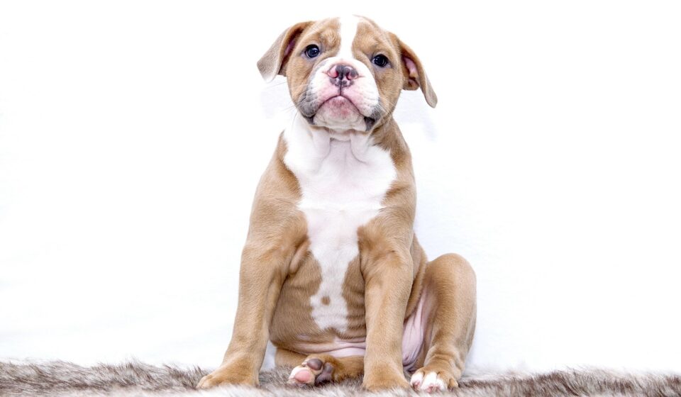 puppy breath