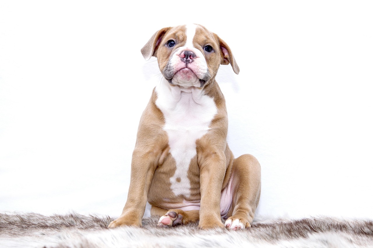 The Sweet Truth About Puppy Breath in 2026: Why It Happens