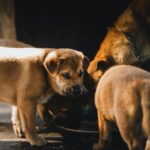 puppy eating healthy food