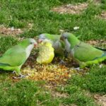 quaker parrot playing