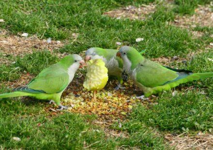 quaker parrot playing