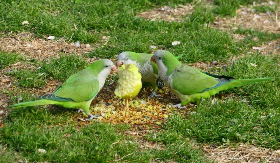 quaker parrot playing