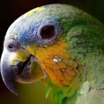 quaker parrot​