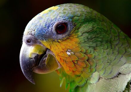quaker parrot​