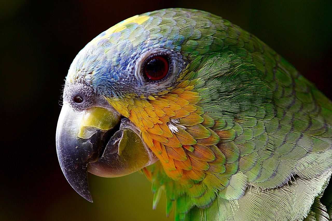 Quaker Parrots in 2026: Beyond the Basics for Savvy Owners