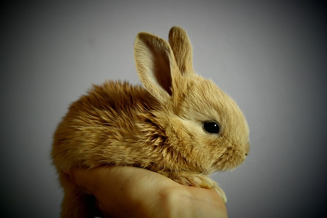 A rabbit chewing on a large pile of fresh timothy hay, illustrating the importance of hay in a rabbit's diet. (how to care pet rabbit)