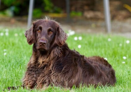 Recognizing and Preventing Choking Hazards for Dogs in 2026