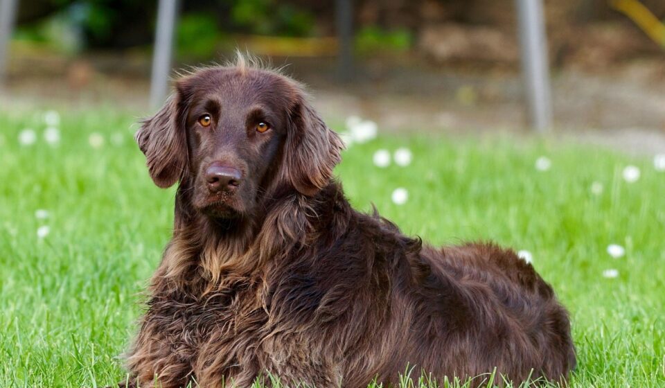 Recognizing and Preventing Choking Hazards for Dogs in 2026