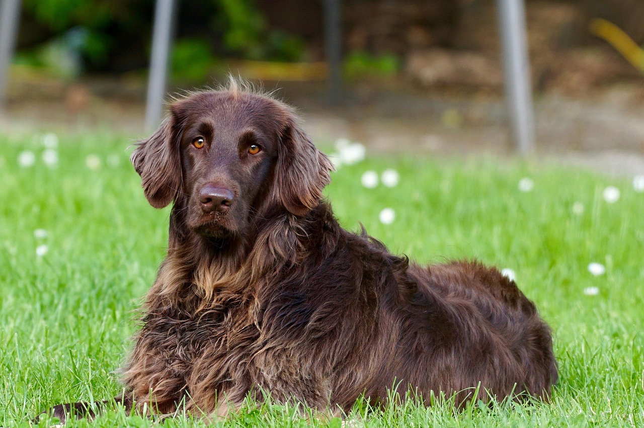 Recognizing and Preventing Choking Hazards for Dogs in 2026