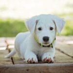 Recognizing and Preventing Choking Hazards for Dogs