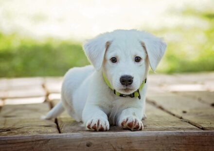 Recognizing and Preventing Choking Hazards for Dogs