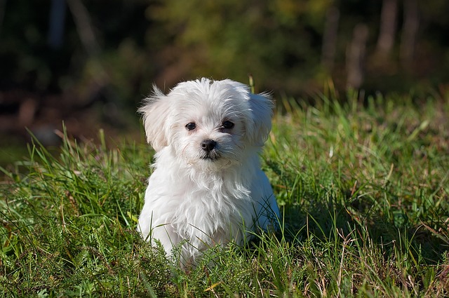 A sign for a reputable dog breeder with contact information and photos of happy, healthy dogs.