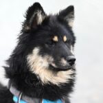 How to Socialize Your Dog for Public Outings