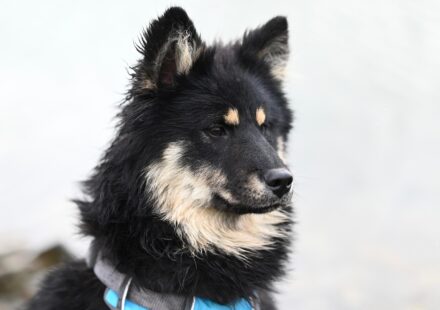How to Socialize Your Dog for Public Outings
