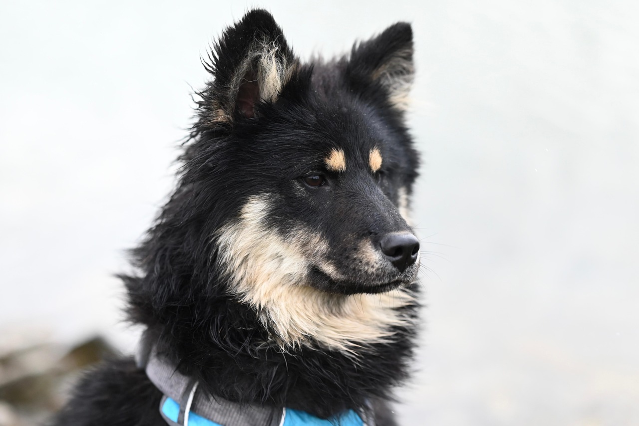 How to Socialize Your Dog for Public Outings in 2026