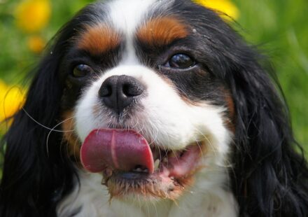 spaniel breed group