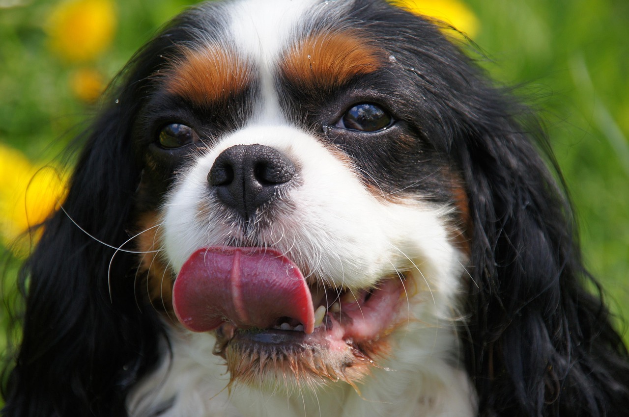 Discover the Diverse World of Spaniel Types in 2026