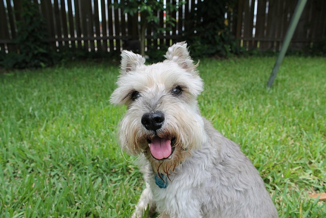 A Standard Schnauzer with a characteristic wiry coat standing alert.