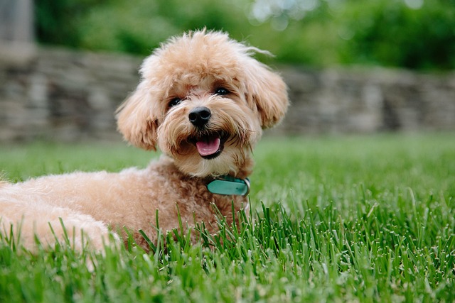 A Toy Poodle sitting attentively