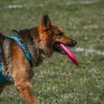 Training Your German Shepherd: Essential Commands for 2026