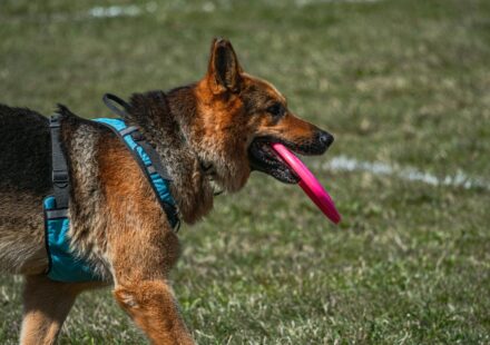 Training Your German Shepherd: Essential Commands for 2026