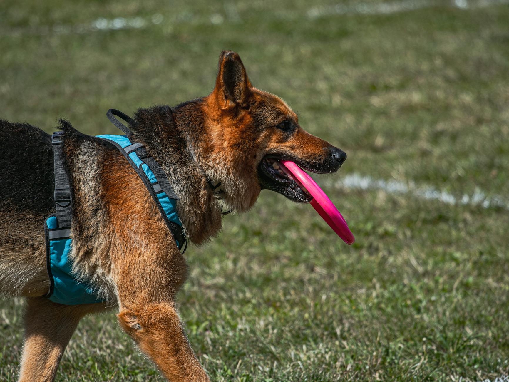 Training Your German Shepherd: Essential Commands for 2026