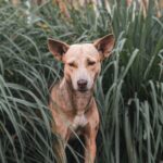 Understanding Canine Nutrition: A Balanced Diet for Your Dog