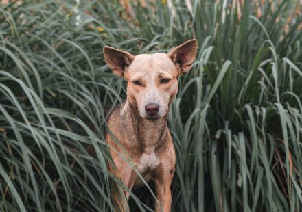 Understanding Canine Nutrition: A Balanced Diet for Your Dog