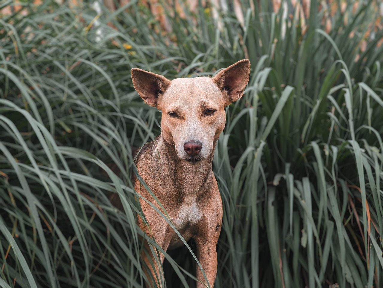 Canine Nutrition 2026: The Balanced Diet Your Dog Needs