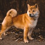 Understanding Canine Allergies: Causes, Symptoms, and Treatments