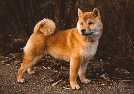 Understanding Canine Allergies: Causes, Symptoms, and Treatments