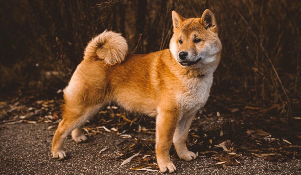 Understanding Canine Allergies: Causes, Symptoms, and Treatments