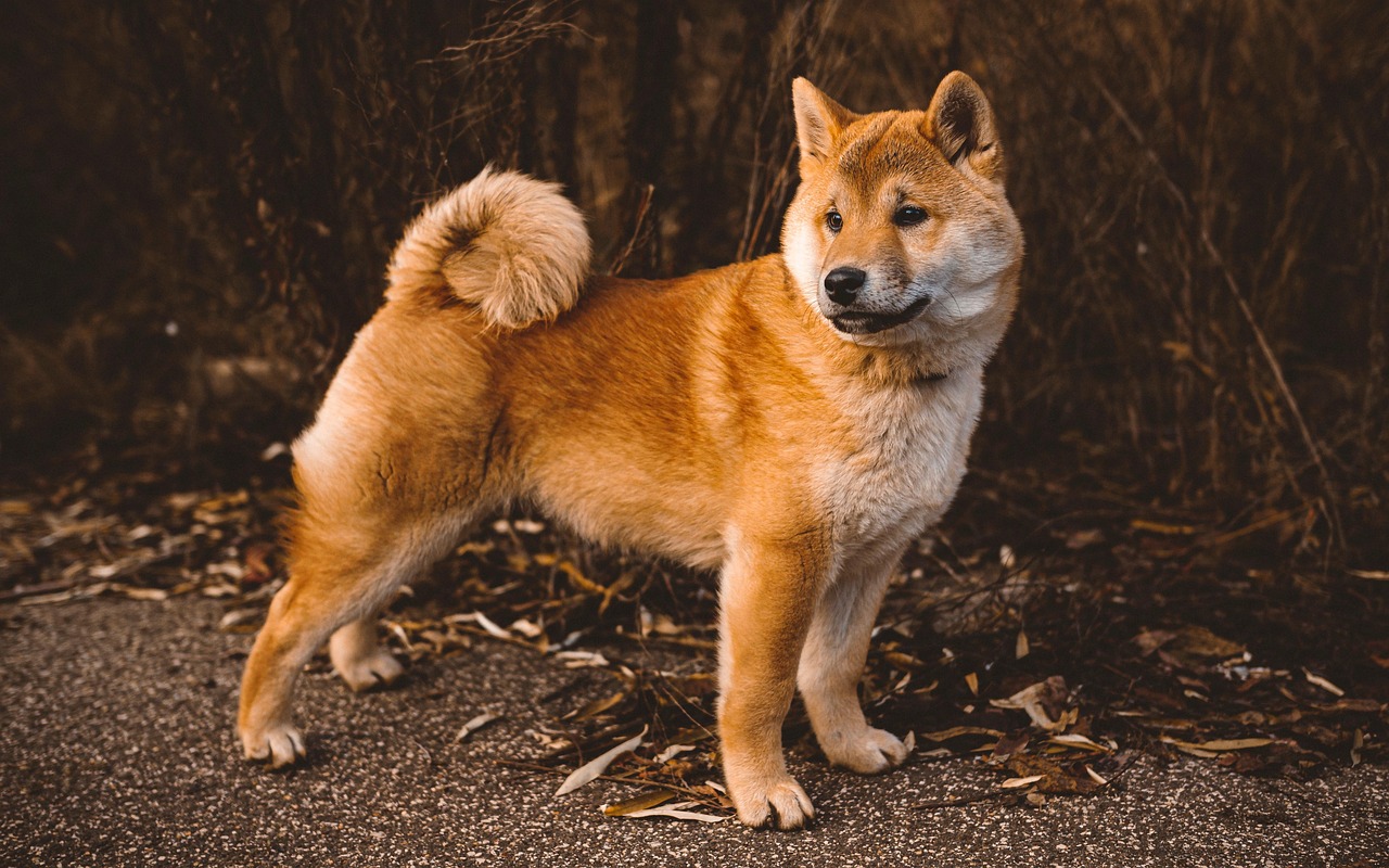 Canine Allergies: Causes, Symptoms, and Treatments in 2026