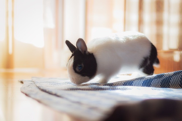 A variety of rabbit toys including cardboard tubes, wooden chews, and a foraging ball.
