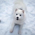 variety of small dog breeds