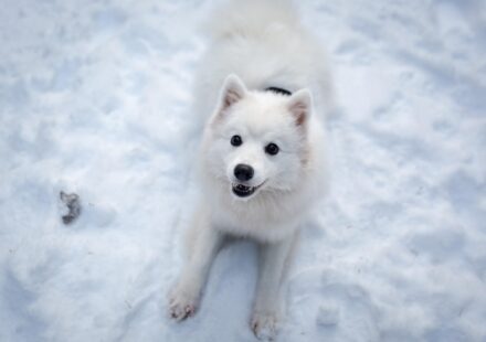variety of small dog breeds