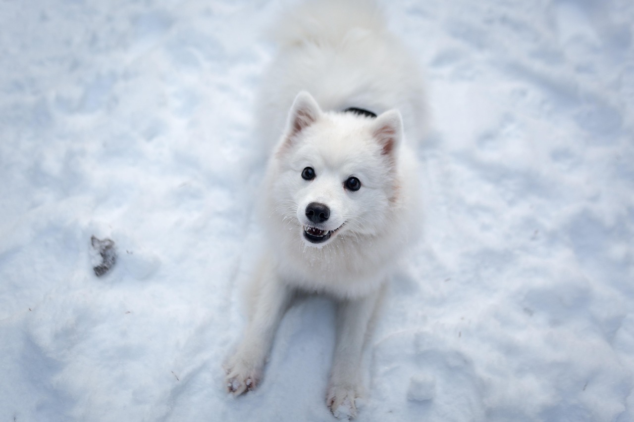 Small Dog Breeds: Finding Your Perfect Pint-Sized Pal in 2026