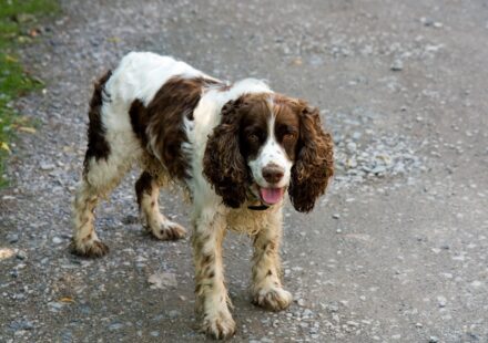 variety of spaniel breeds