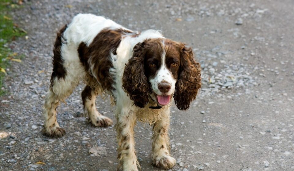 variety of spaniel breeds