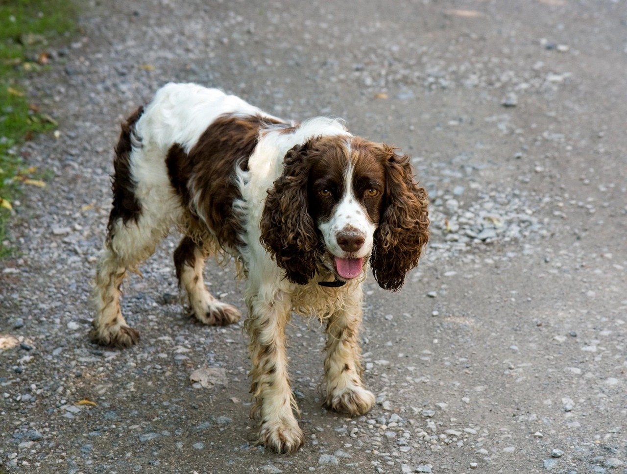 Spaniel Breeds: A Comprehensive Guide for 2026