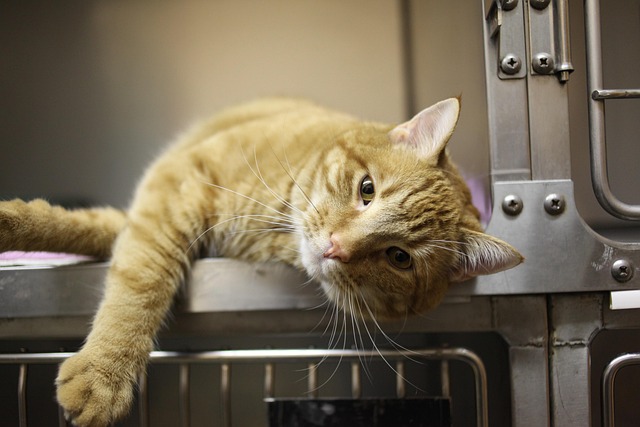 A veterinarian examining a cat on an examination table, looking concerned.